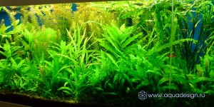 Морской аквариум купить в Москве