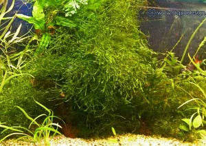 Морской аквариум купить в Москве