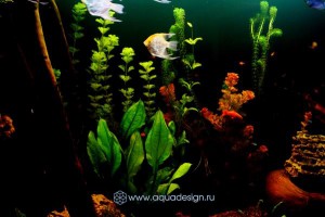 Морской аквариум купить в Москве