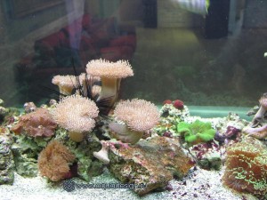 Морской аквариум купить в Москве
