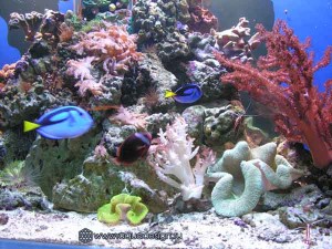 Морской аквариум купить в Москве