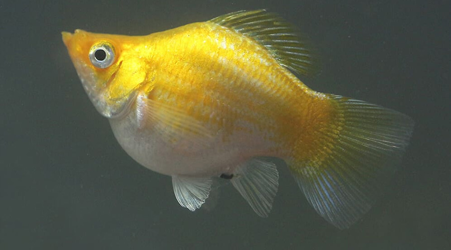 Моллинезия-баллон оранжевая (Poecilia sphenops var.)