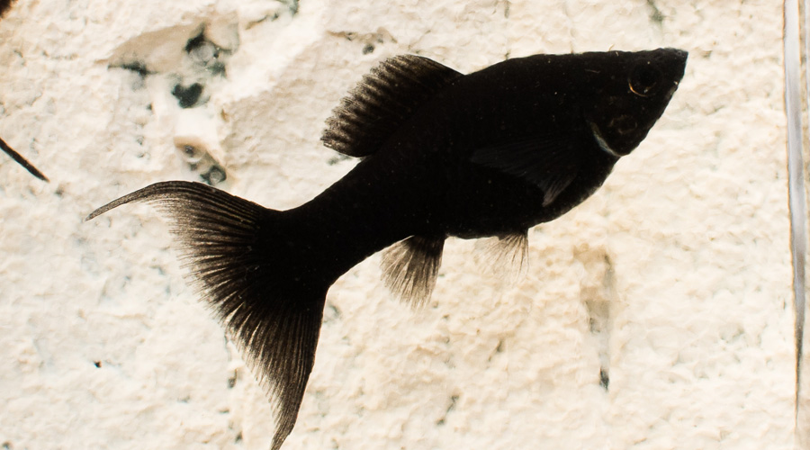 Моллинезия черная лирохвостая (Poecilia sphenops var.)