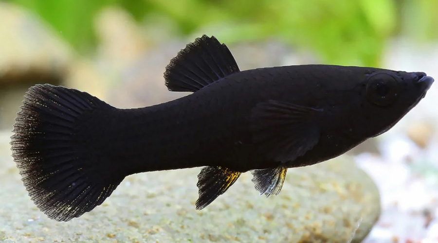 Моллинезия черная (Poecilia latipinna var.)