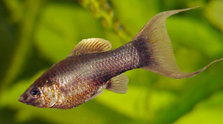 Моллинезия черный шоколад (Poecilia sphenops var.)