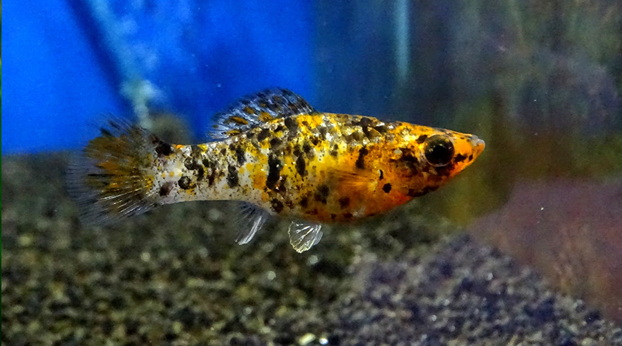 Моллинезия медная пятнистая (Poecilia latipinna var.)