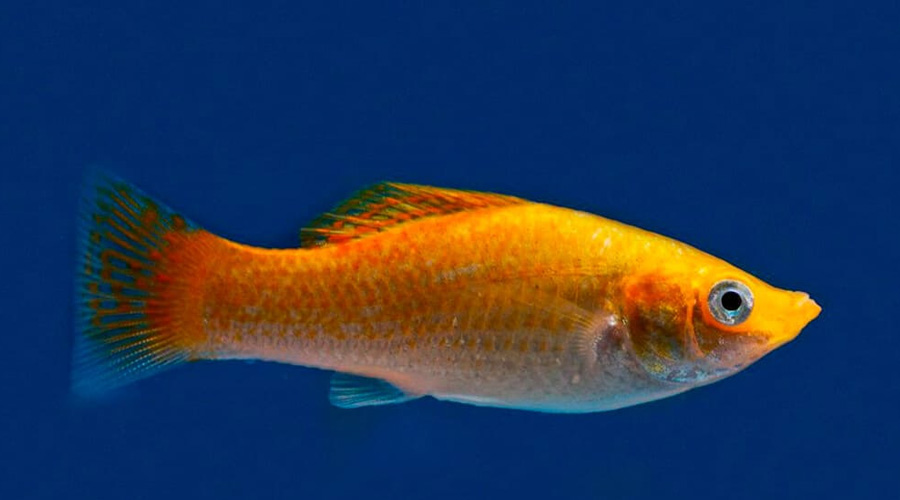 Моллинезия оранжевая (Poecilia latipinna var.)