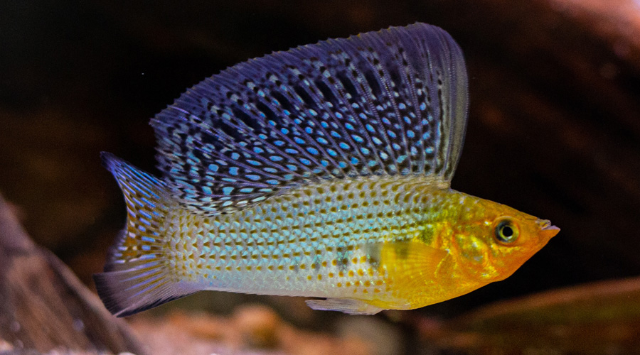 Моллинезия парусная (велифера) (Poecilia velifera)