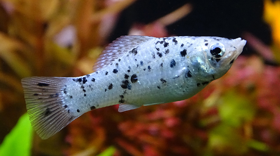 Моллинезия серебряная пятнистая (далматин) (Poecilia sphenops var.)