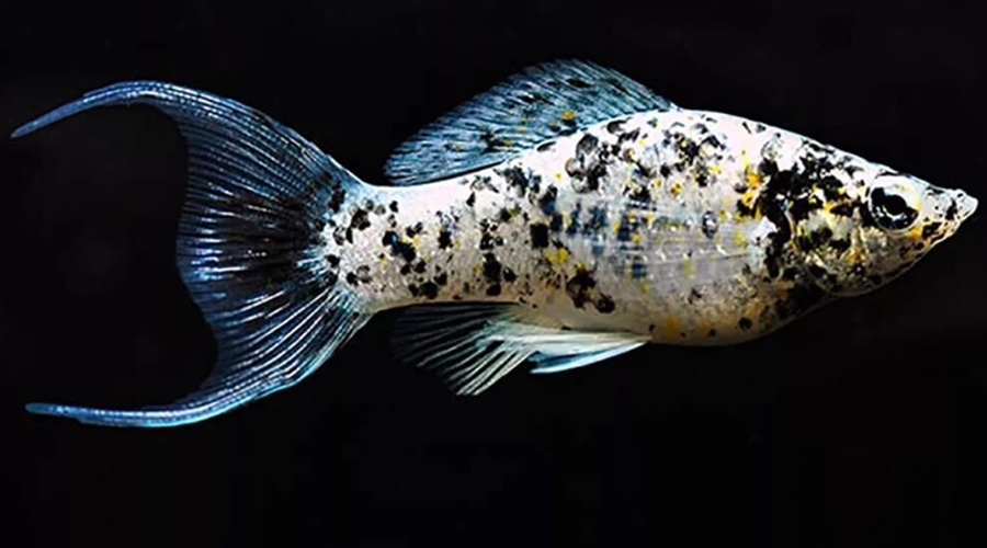 Моллинезия серебряная пятнистая лирохвостая (Poecilia sphenops var.)