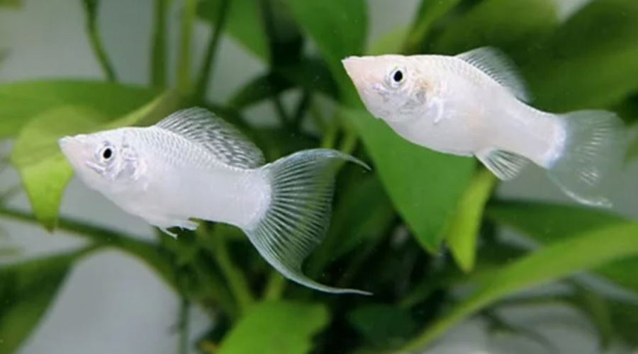 Моллинезия серебряная (снежинка) (Poecilia sphenops var.)