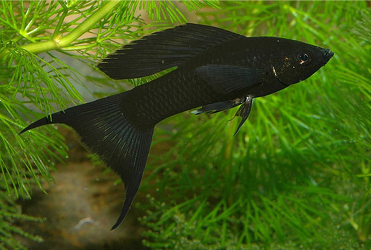 Моллинезия высокоплавничная черная (Самец) (Poecilia latipinna var.)