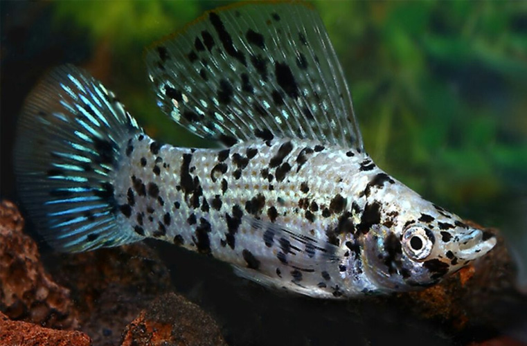 Моллинезия высокоплавничная серебряная пятнистая (Самец) (Poecilia latipinna var.)