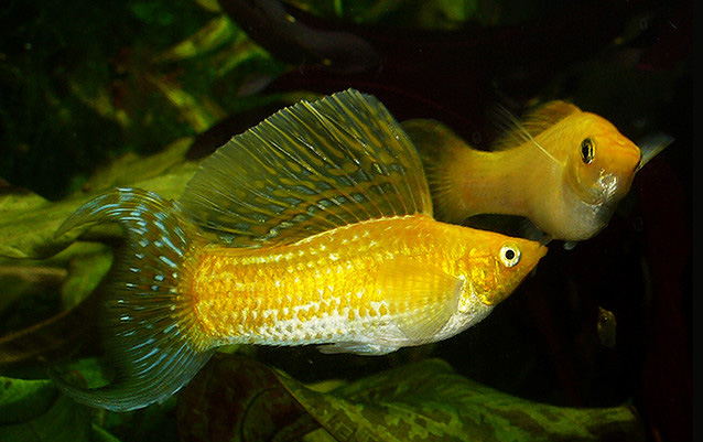Моллинезия высокоплавничная шафрановая (Самец) (Poecilia latipinna var.)