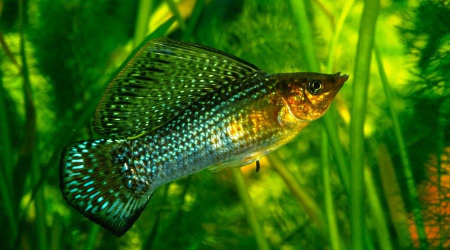 Моллинезия высокоплавничная зеленая (Самец) (Poecilia latipinna var.)
