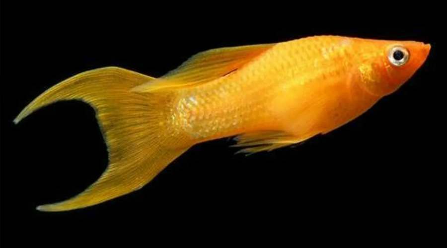 Моллинезия желтая лирохвостая (Poecilia sphenops var.)