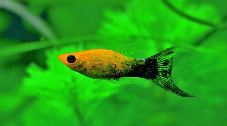 Моллинезия желто-черная (Poecilia sphenops var.)