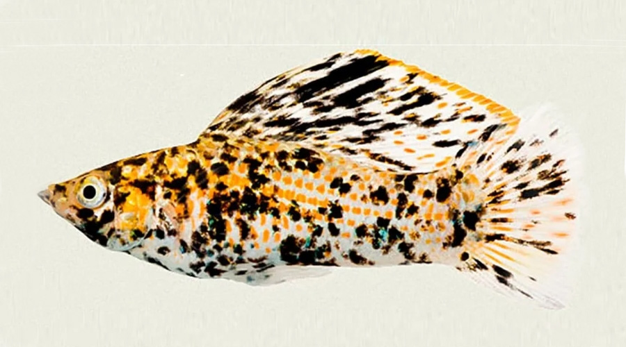Моллинезия «золотой леопард» (Poecilia latipinna var.)